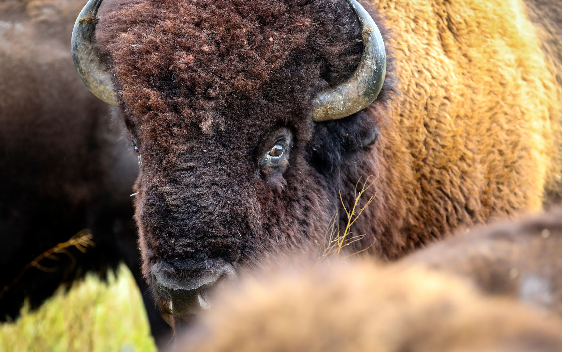 Custer State Park Prepares For Roundup
